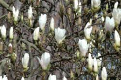 Candles of Magnolia denudata